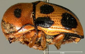 Media type: image; Entomology 9289   Aspect: habitus lateral view